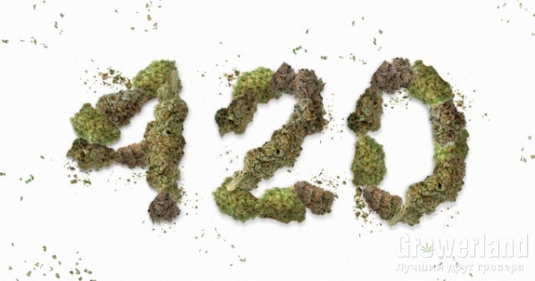 Почему 20 апреля всемирный день марихуаны?