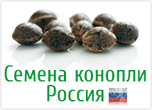 Список всех магазинов семян конопли в России