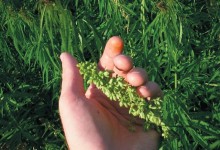 Экологические аспекты выращивания и использования конопли