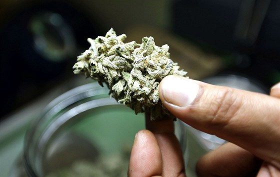 В Северной и Южной Америке постепенно ослабляют поводья против марихуаны