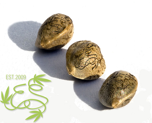 Бесплатные семена конопли от интернет-магазина Errors-seeds.com.ua