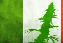 Представительство итальянского Турина призывает к легализации марихуаны